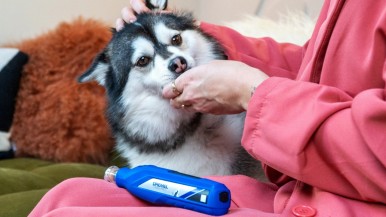Facilidade e conforto: Dremel apresenta lixadeira para pets
