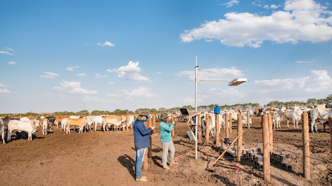 Brazilian cattle farm - Bosch Media Service