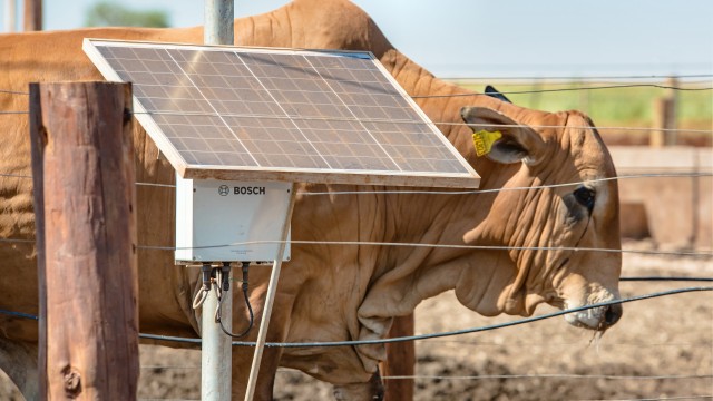 In Brasilien vernetzt Bosch Rinderherden