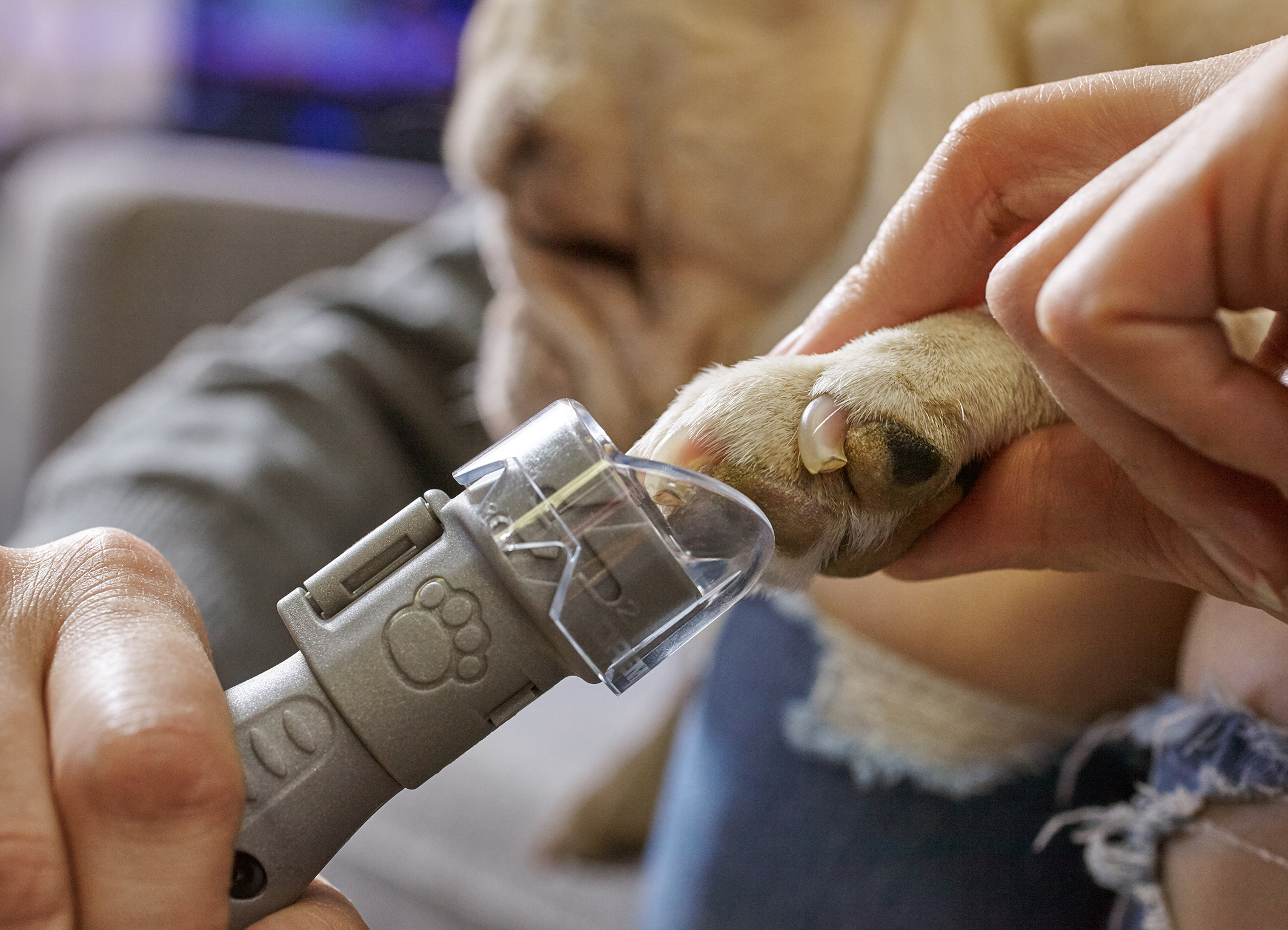 cut dog nails with dremel