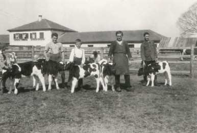 Kälberaufzucht auf dem Boschhof in Mooseurach, ca. 1927