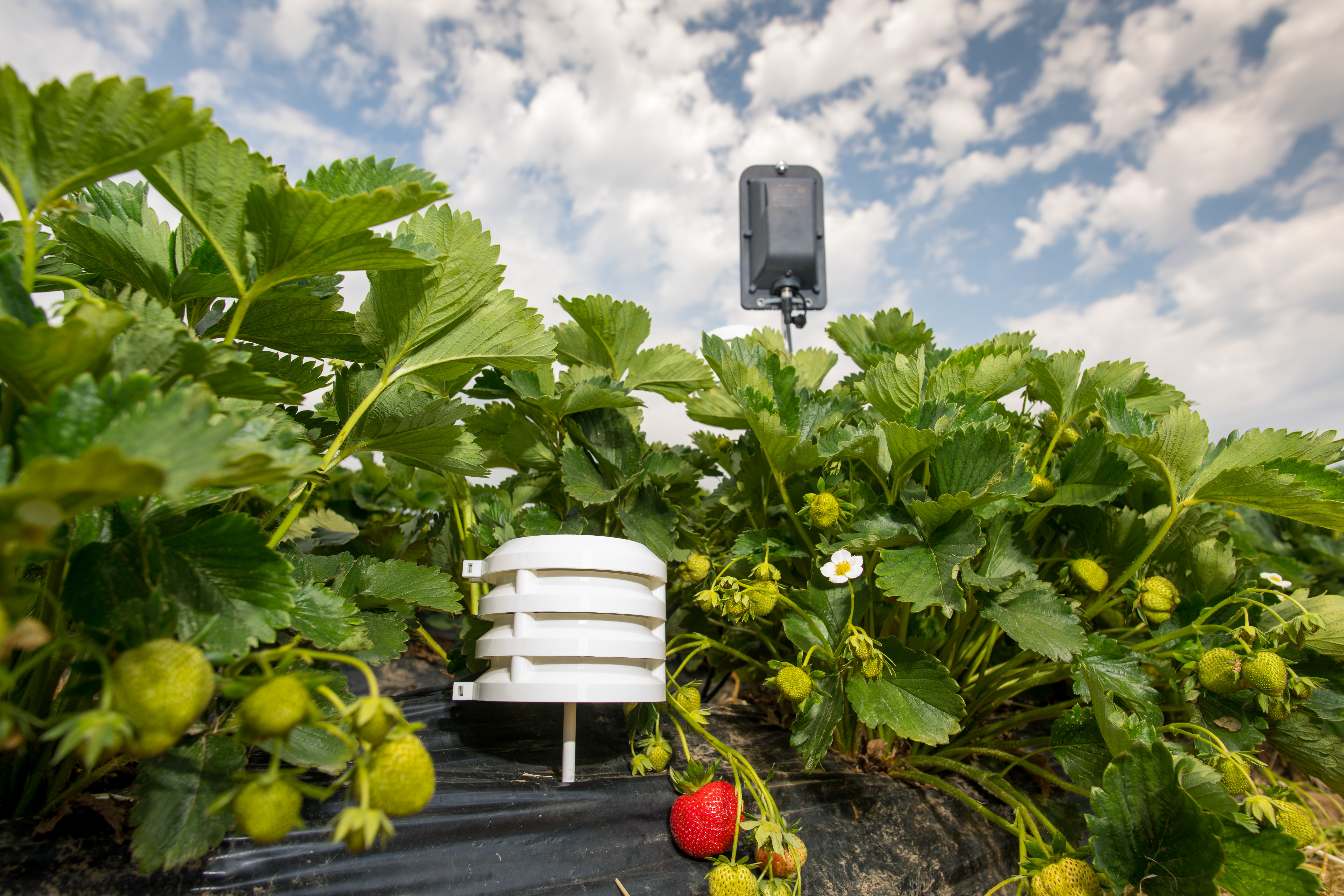 Temperatur- und Luftfeuchte-Sensoren zur Feldüberwachung in Erdbeeren