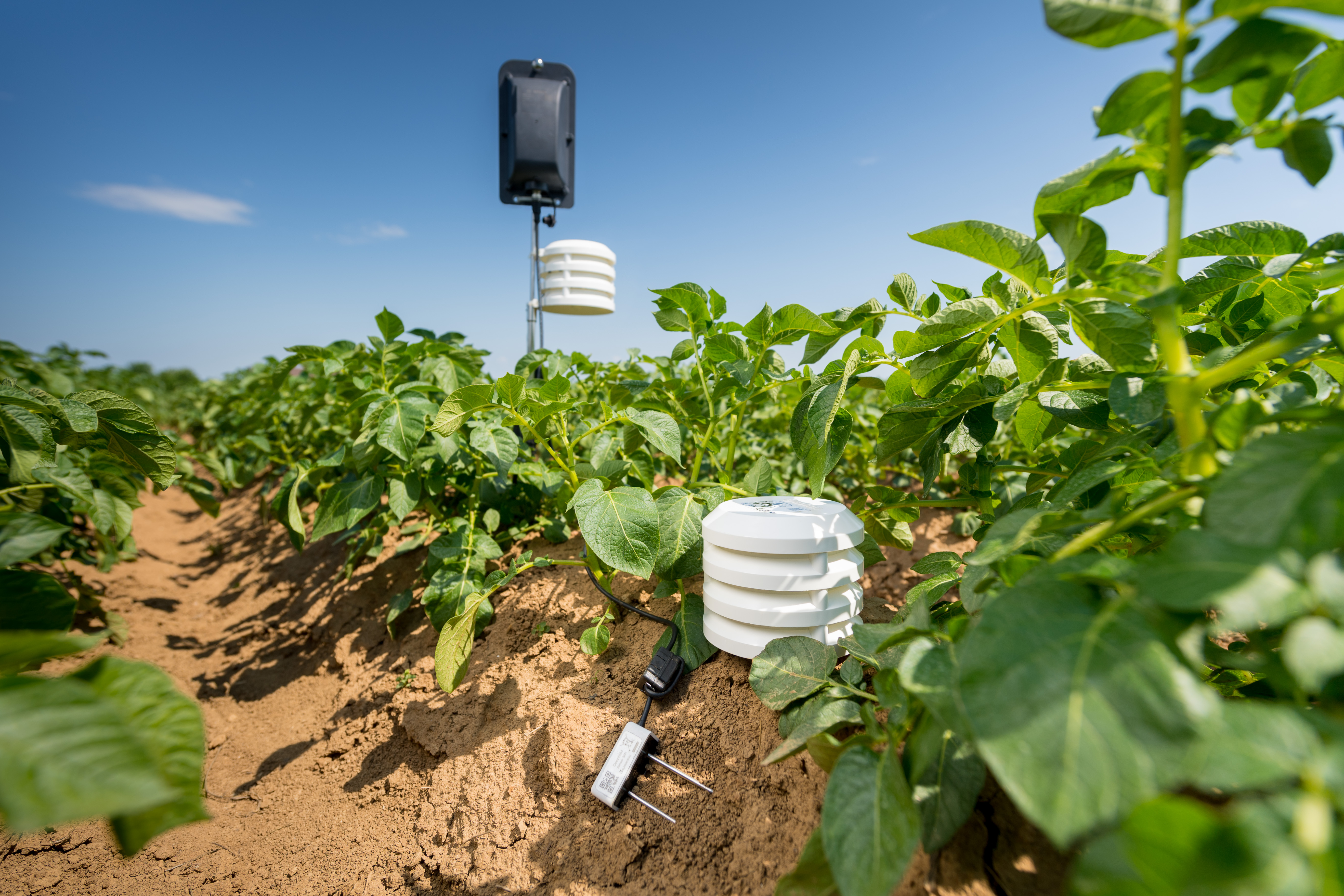 Soil moisture, temperature and air humidity sensors for field monitoring in potatoes