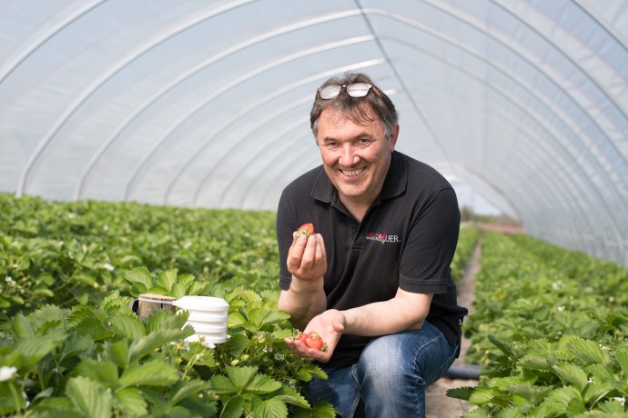 Landwirt Martin Bauer auf einem seiner Erdbeerfelder in Weinstadt - Bosch Media Service