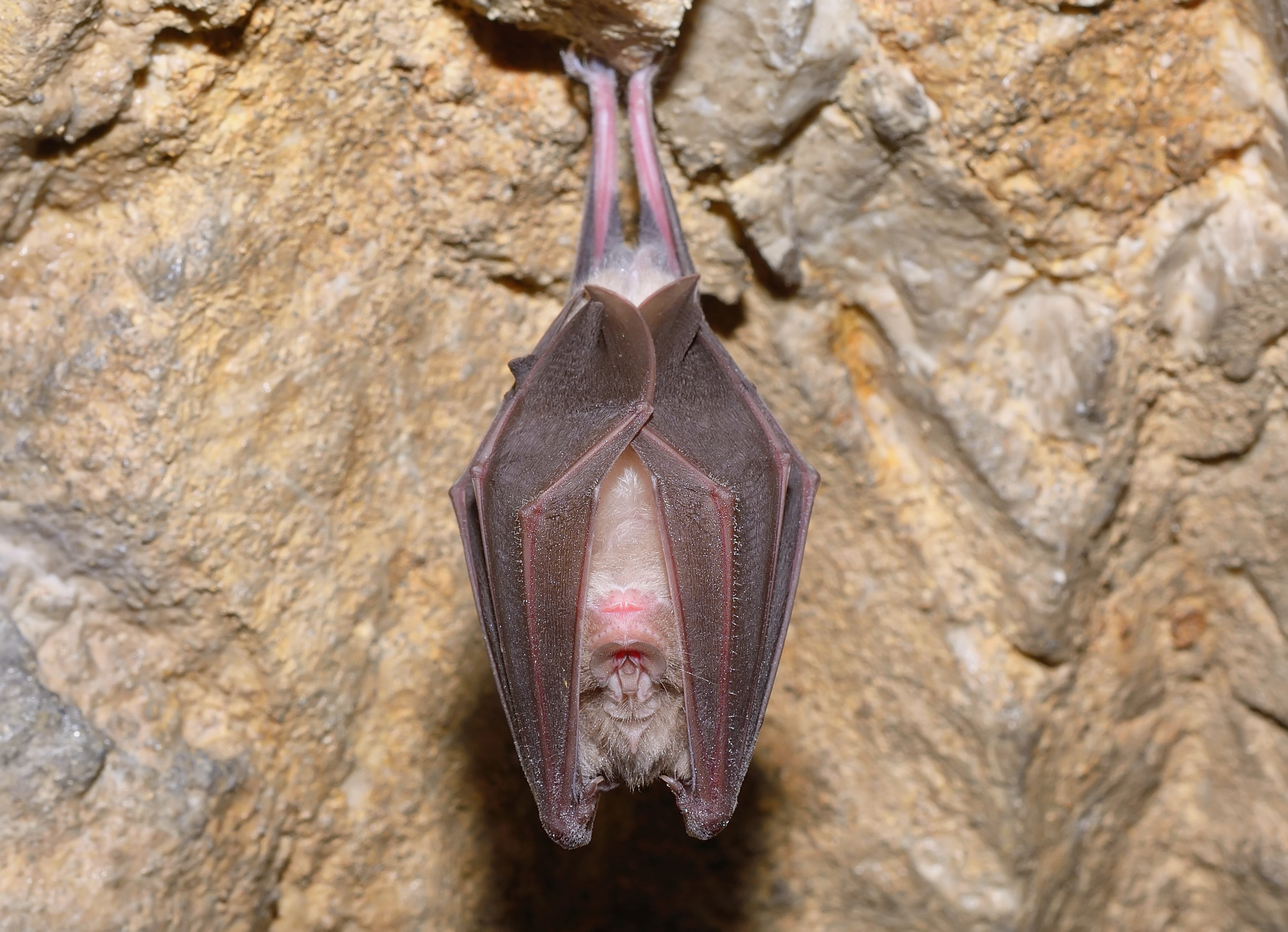 Bat watching in Borneo’s UNESCO World Heritage Mulu National Park with MIC Cameras from Bosch