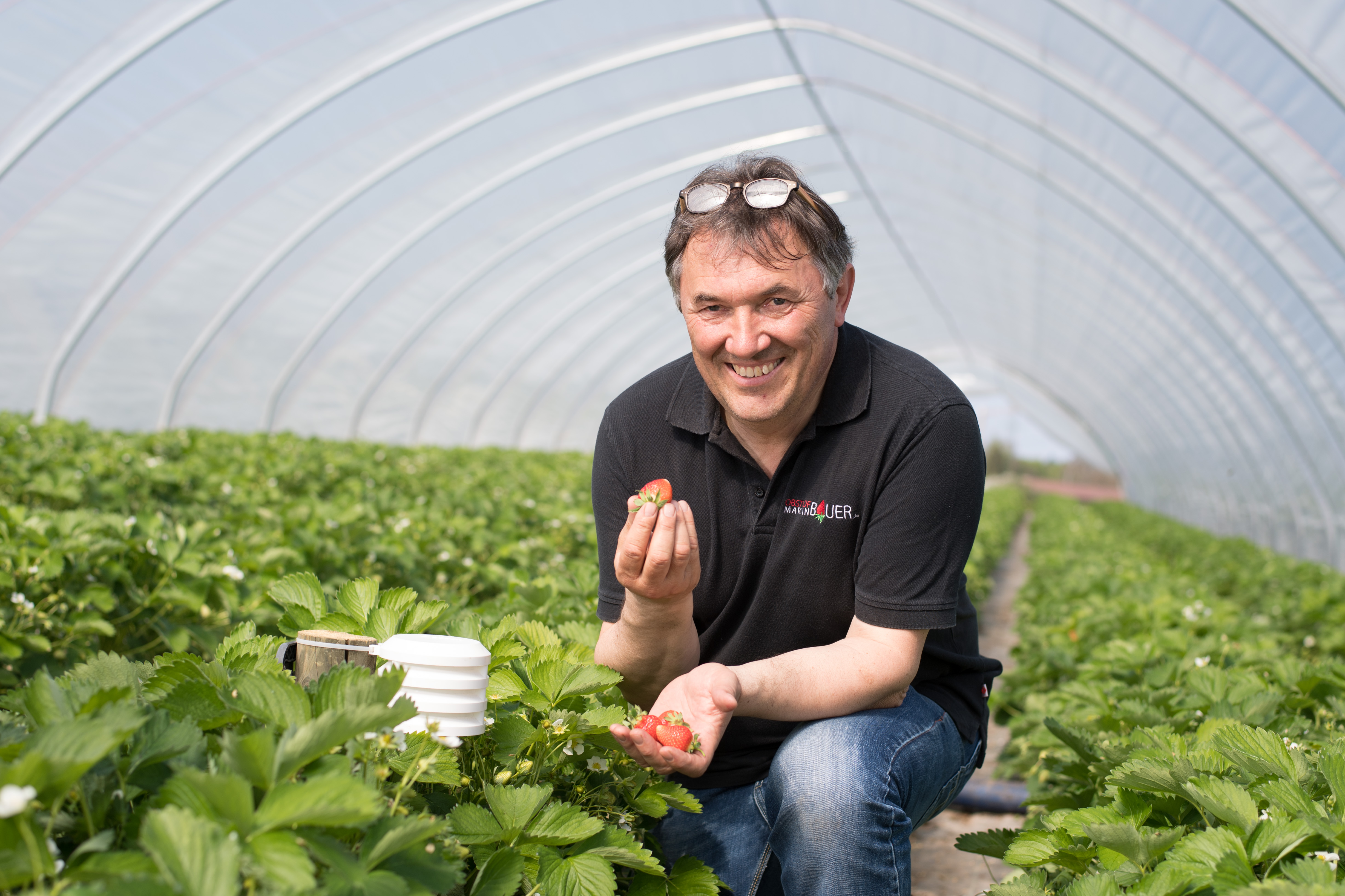 Landwirt Martin Bauer auf einem seiner Erdbeerfelder in Weinstadt