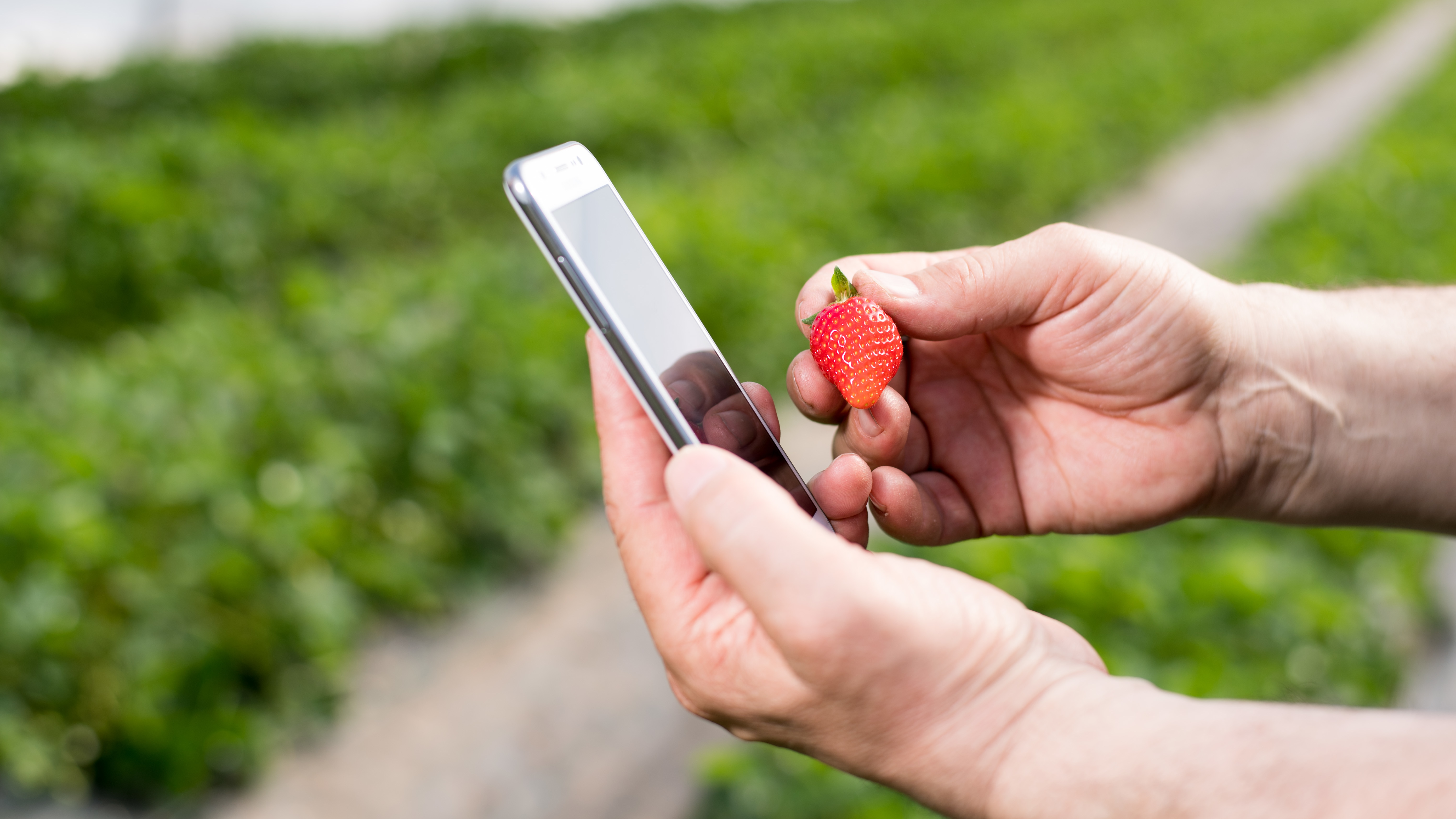 Mit dem Smartphone das Feld überwachen