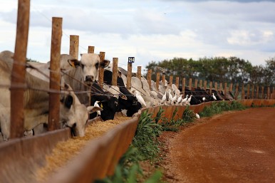 Bosch revoluciona pecuária no Brasil com inovador sistema de precisão