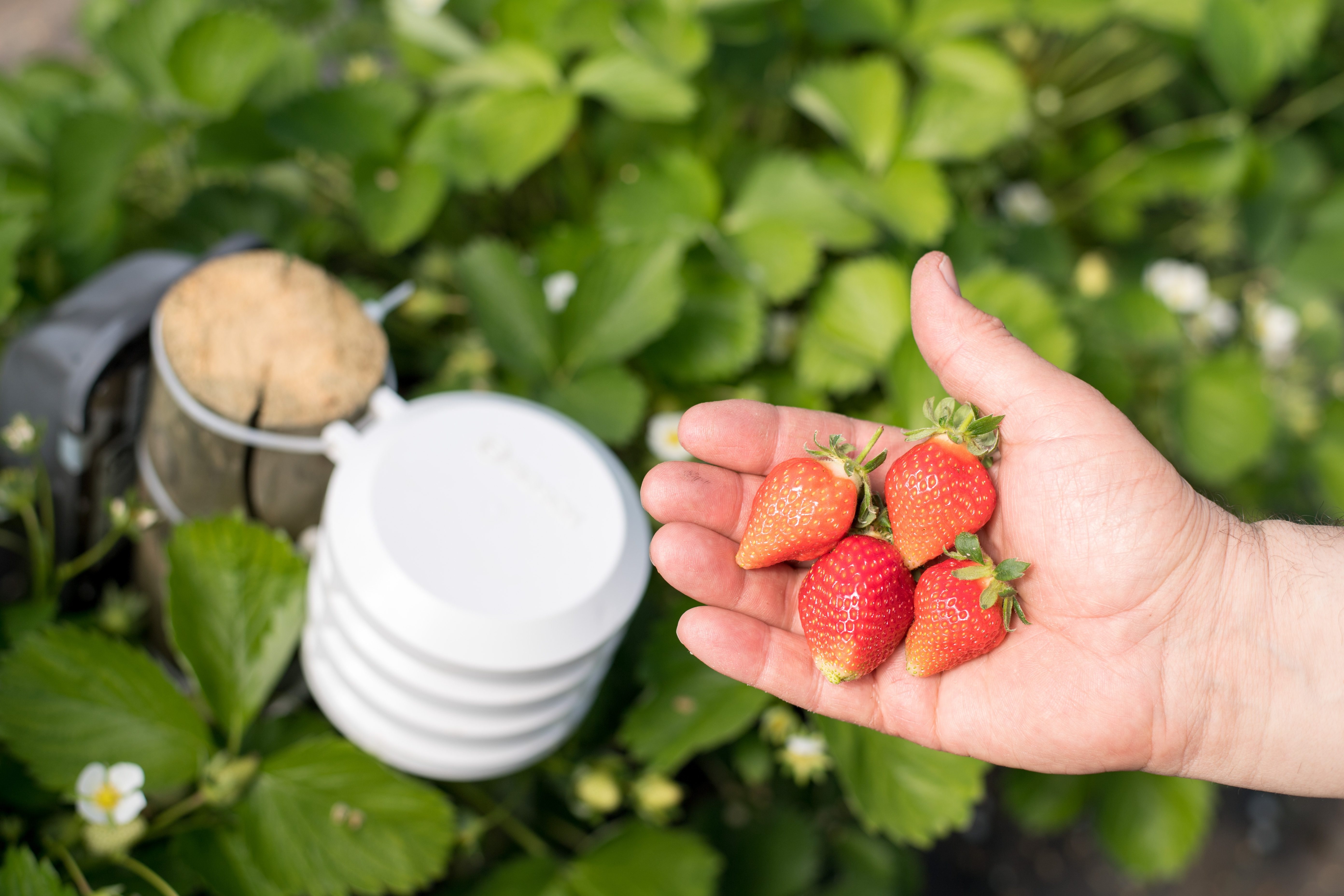 Aziende agricole high-tech: Bosch apre un mercato del valore di miliardi grazie alla tecnologia per il mondo agricolo